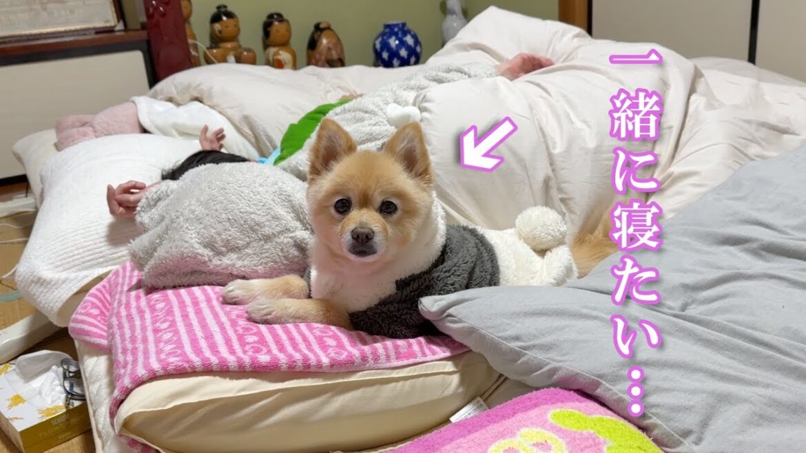 実家に帰省した子供達と一緒に寝ようとしている愛犬が可愛い…笑 実家に帰省した子供達と一緒に寝ようとしている愛犬が可愛い…笑