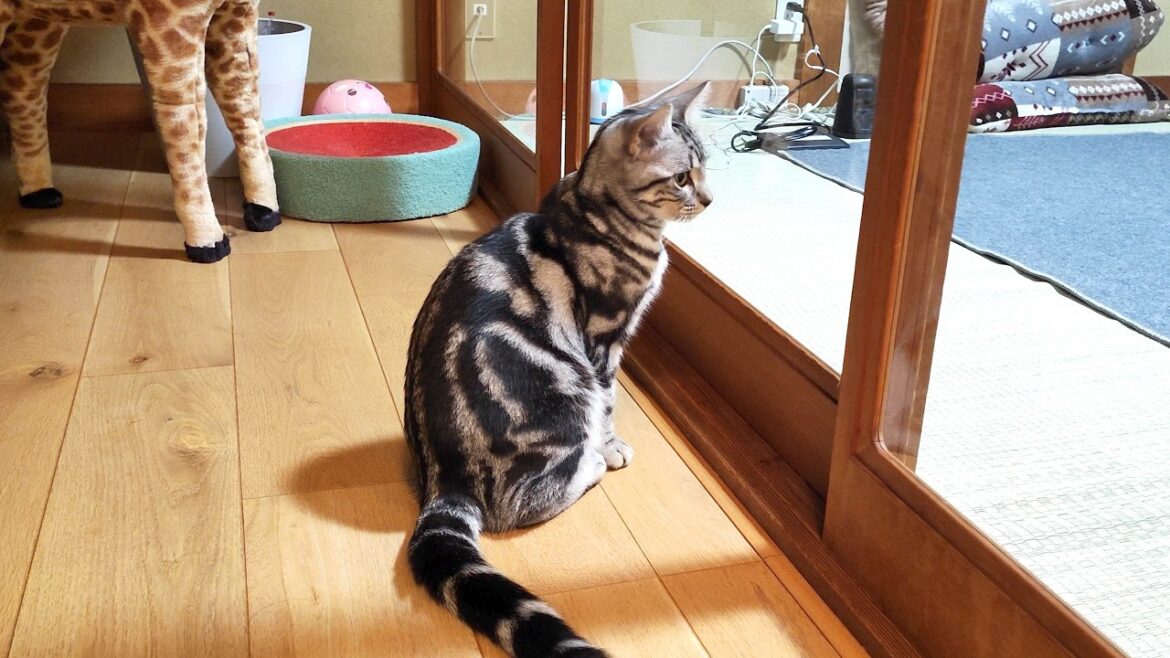 アメショー子猫が嘔吐6連発で兄と同じFIPの疑いが…そして隔離される弟猫。