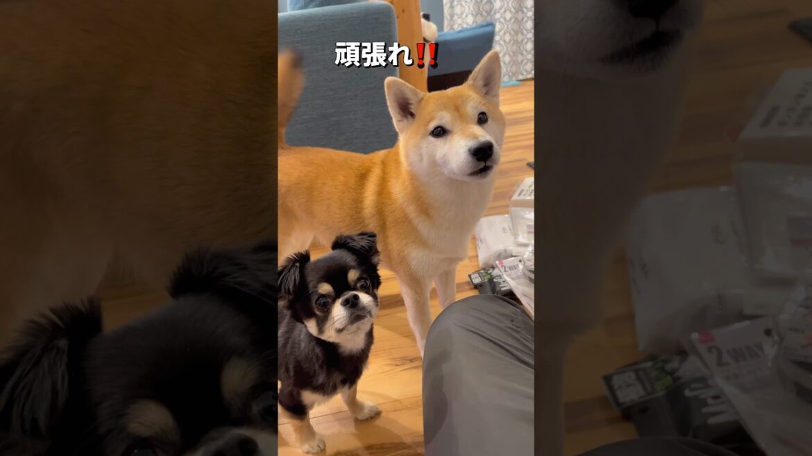 大掃除の応援係🐶🐶#柴犬 #チワワ #shorts