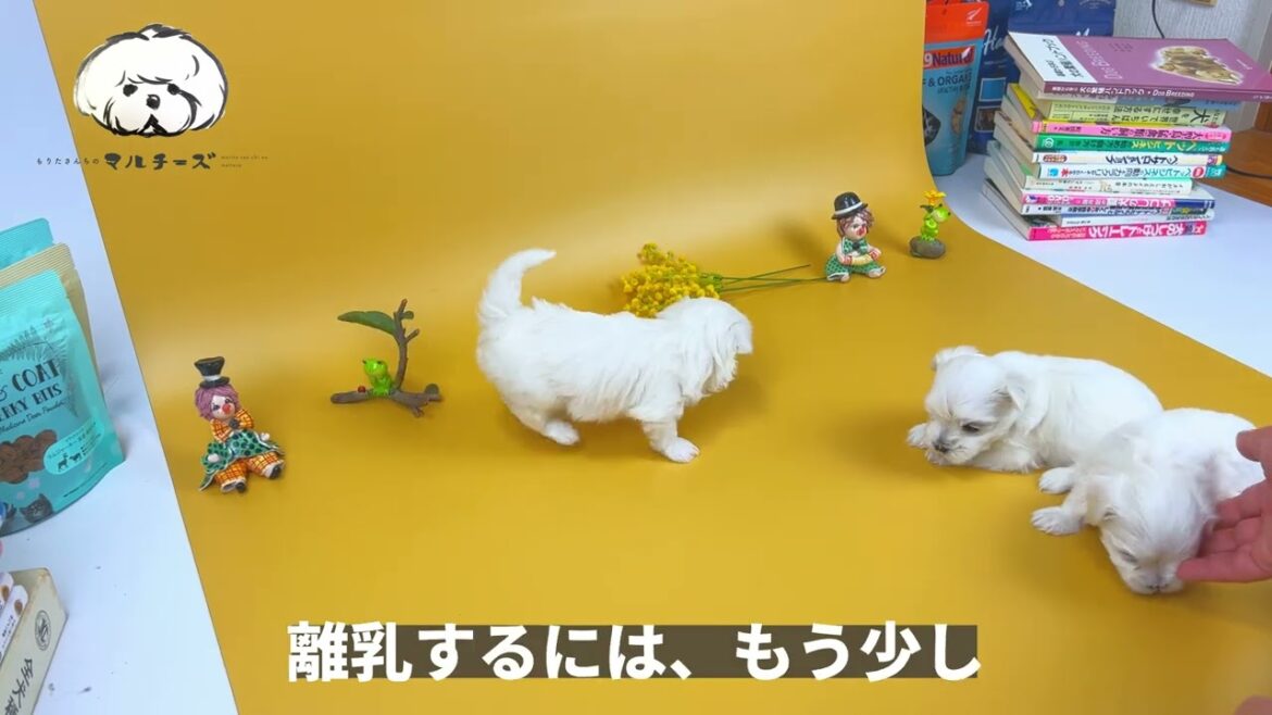生後28日目｜マルチーズの子犬｜可愛い3兄妹が誕生｜全頭ご家族が決まりました｜本当にありがとうございました｜もりたさんちのマルチーズ｜ひとりでも多く、幸せな飼い主を。一頭でも多く、幸せなマルチーズを。