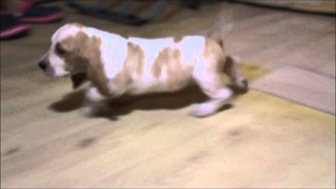 バセットハウンド子犬販売情報、ID9215
