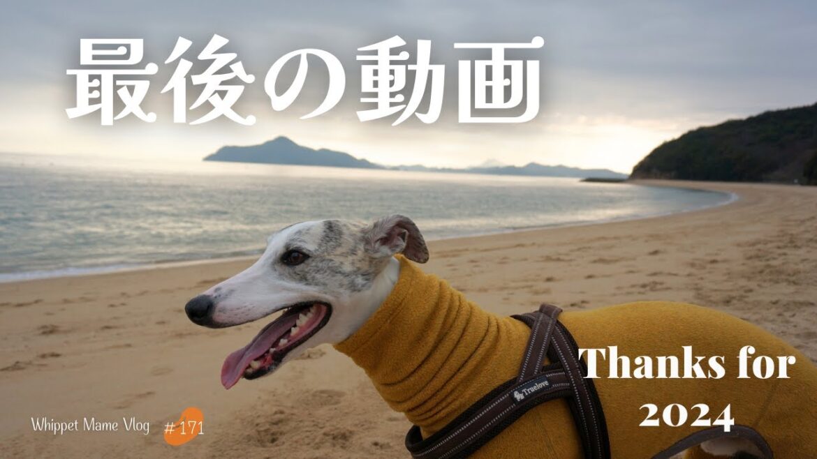 2024年いろんなことがあったウィペットのマメの現在　#171