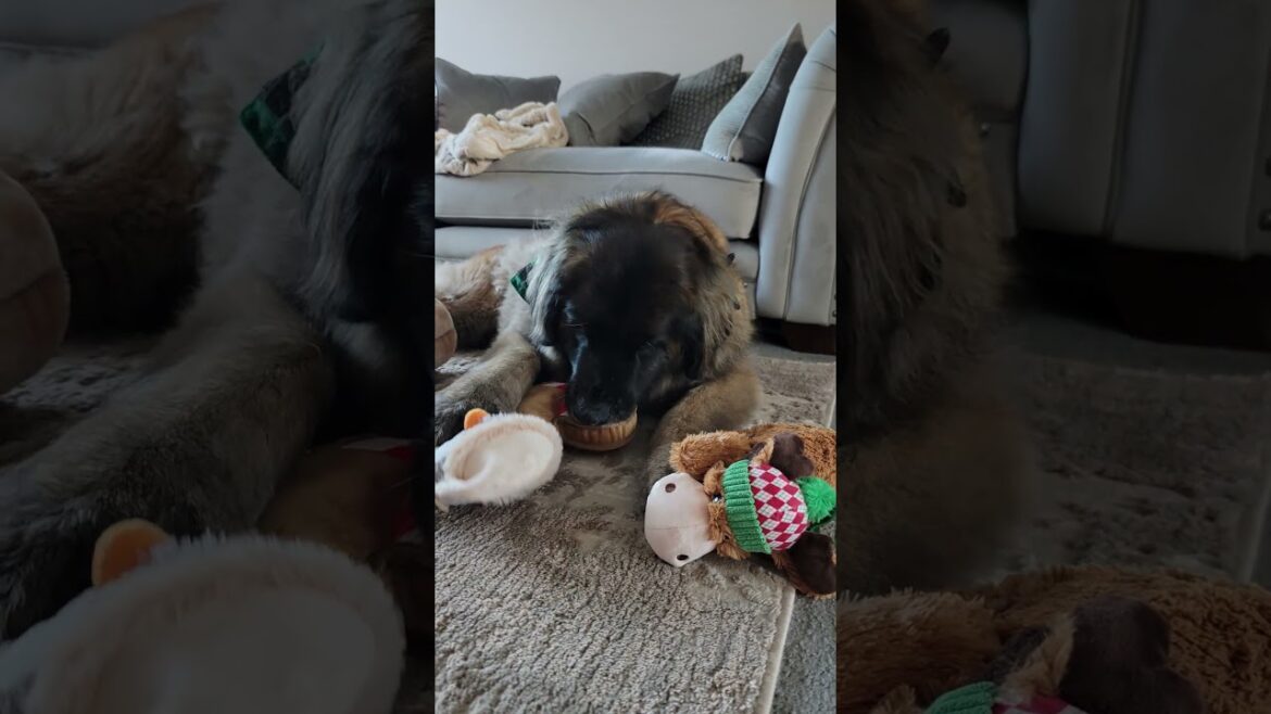 HAVING FUN WITH CHRISTMAS TOYS #leonberger #funnyanimal #dog #christmas