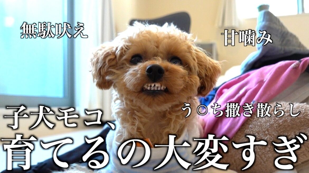 甘えん坊な子犬トイプードルのドタバタすぎる1週間に密着。