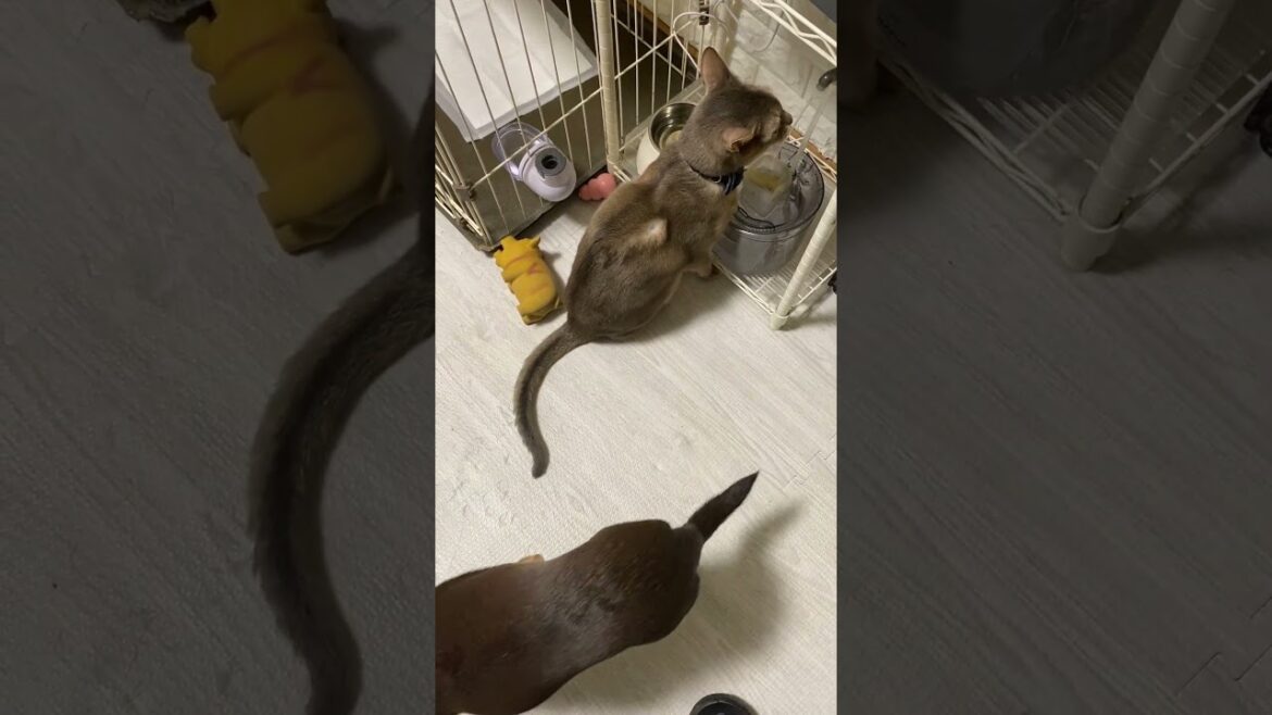 犬の猫吸い跡 #shorts #チワワ #アビシニアン #犬と猫