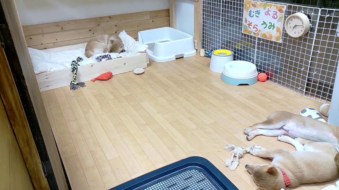 柴犬なつ！子育て生配信【生後83日】生後2か月半でこんなに大きくなりました！