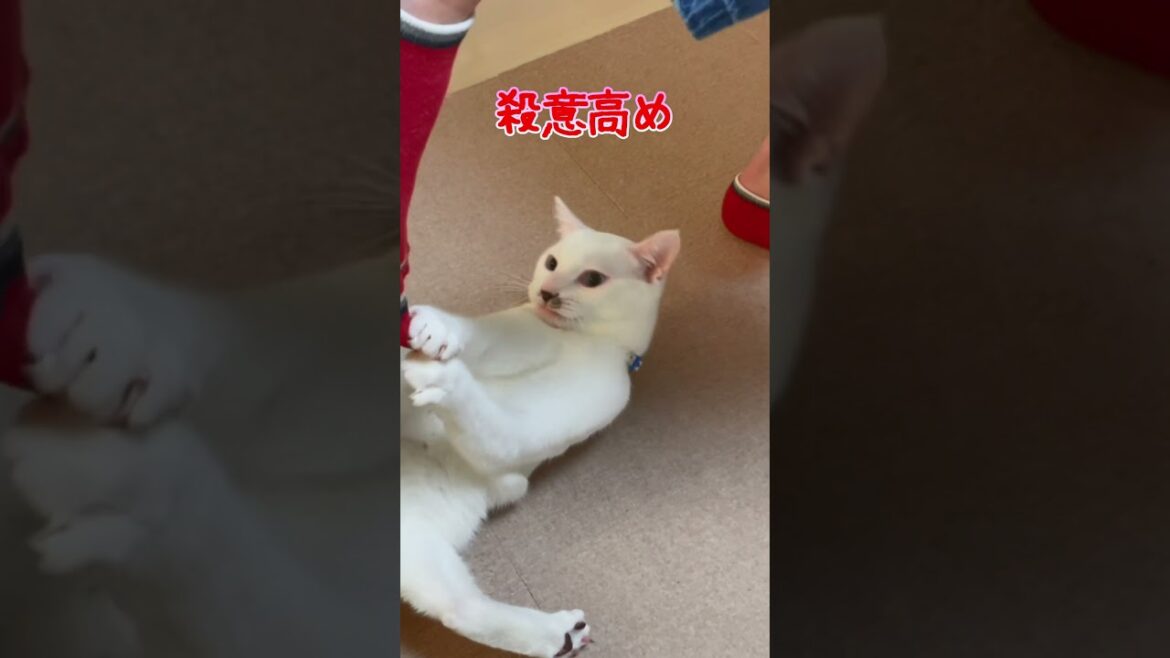 赤ちゃん猫の頃からケリケリをやり続けた結果こうなりました