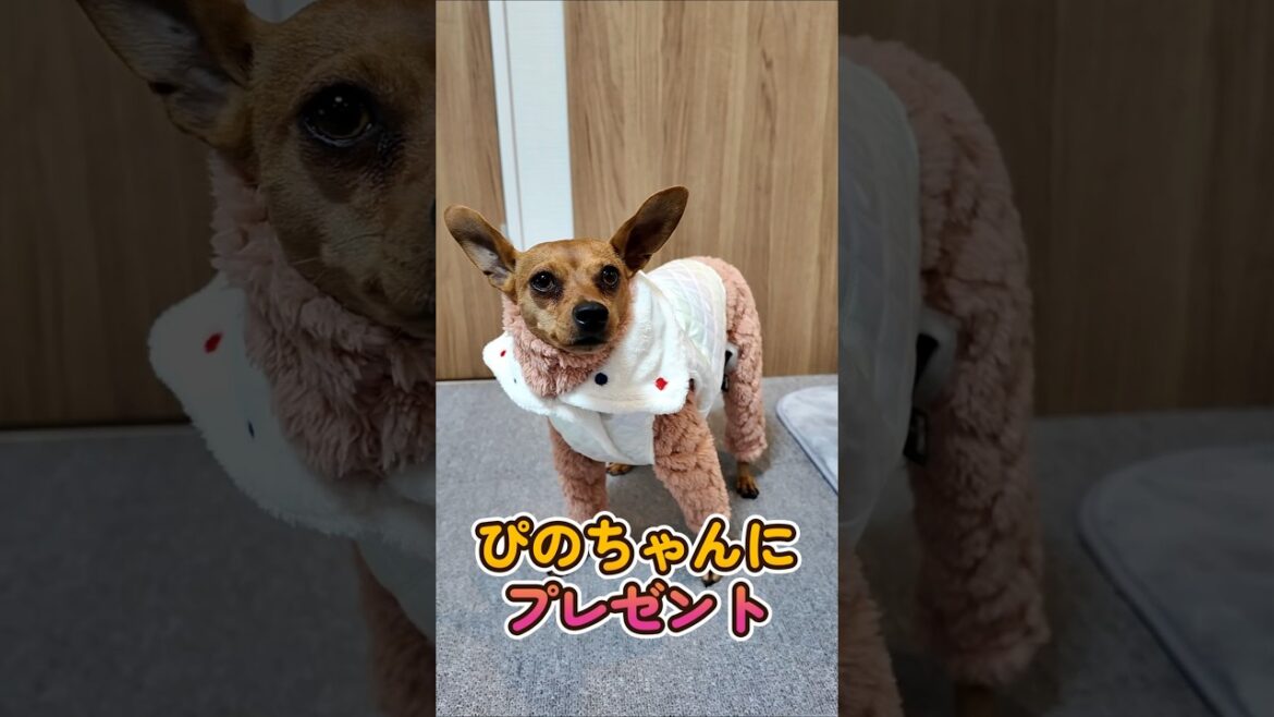 おっさんが作る犬服 : お友達のロンパース製作 #shorts #イタグレ #ミニピン おっさんが作る犬服 : お友達のロンパース製作 #shorts #イタグレ #ミニピン