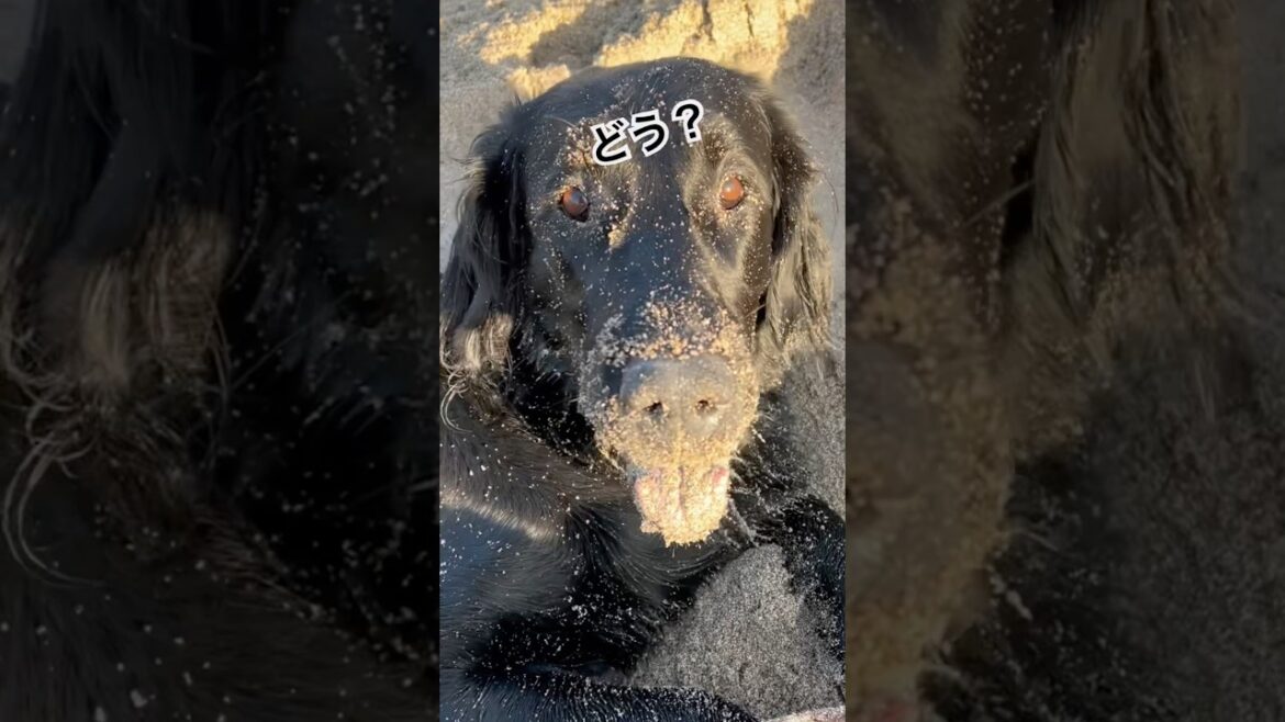 どう？#flatcoatedretriever #フラットコーテッドレトリバー #砂