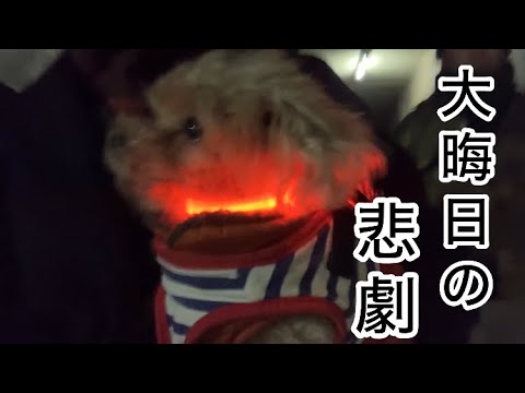 2024年 大晦日・・・最後までオチが待っていた! トイプードル/パート主婦 2024年 大晦日・・・最後までオチが待っていた! トイプードル/パート主婦