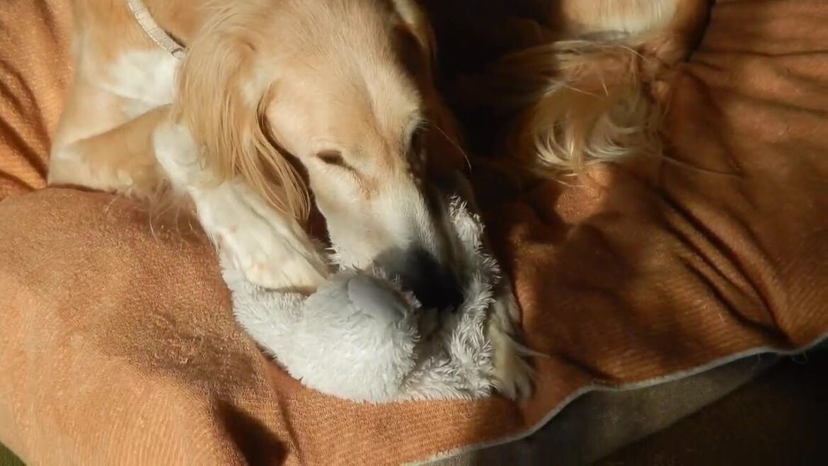 サルーキ　れぴ！癒しの時間♪（Saluki）