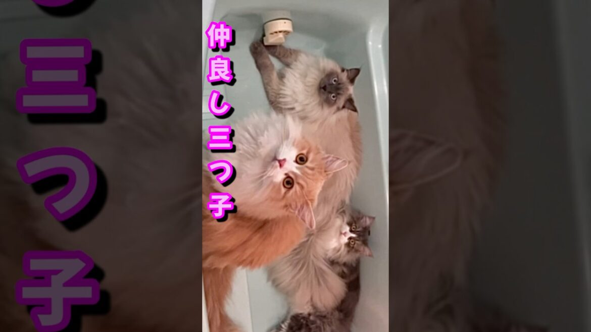 何故かお風呂が好きなのだ　もふもふのサイベリアン猫　#shorts