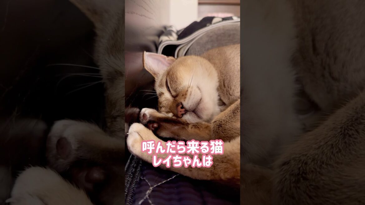 トイレについてくるレイちゃん #シンガプーラ #cat #shorts