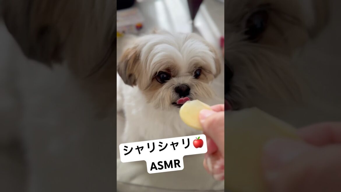 【ASMR】シーズーがリンゴを食べる音が気持ち良すぎた🍎 #シーズー #shihtzu #かわいい #癒し動画