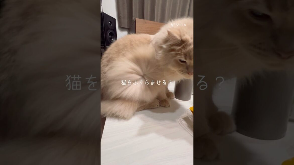 「猫をふくらませる？」 #猫 #マンチカン #猫動画 #cutecat