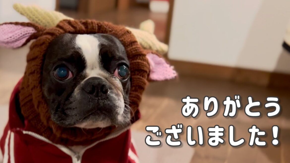 2024年アドベントカレンダーのまとめ【きいろ堂】 2024年アドベントカレンダーのまとめ【きいろ堂】