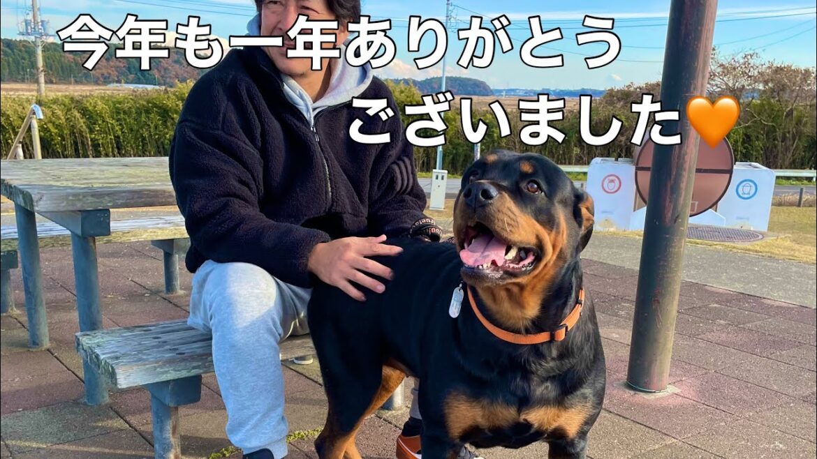 ロットワイラーはとても愛情深くて飼いやすい犬種です