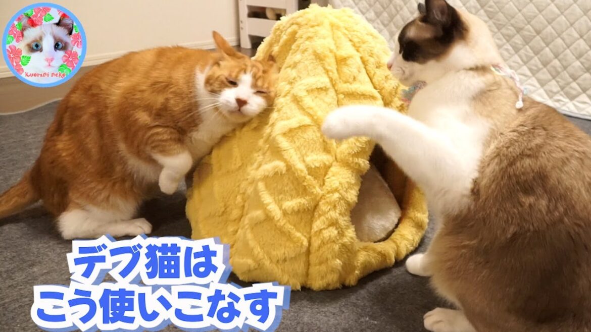 福袋に入っていたベッドを独特に使うでぶ猫には訳があります Fat cat uses bed in unique way 福袋に入っていたベッドを独特に使うでぶ猫には訳があります Fat cat uses bed in unique way