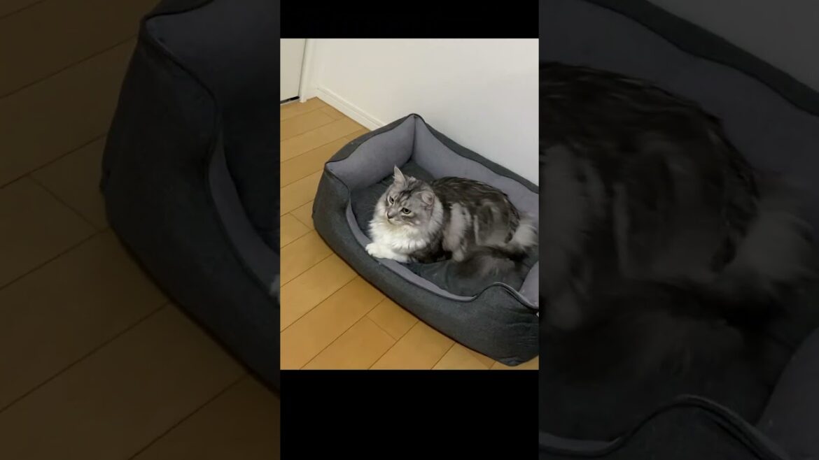 ばあばの接近にうろたえる大型猫#来客#メインクーン#shorts ばあばの接近にうろたえる大型猫#来客#メインクーン#shorts