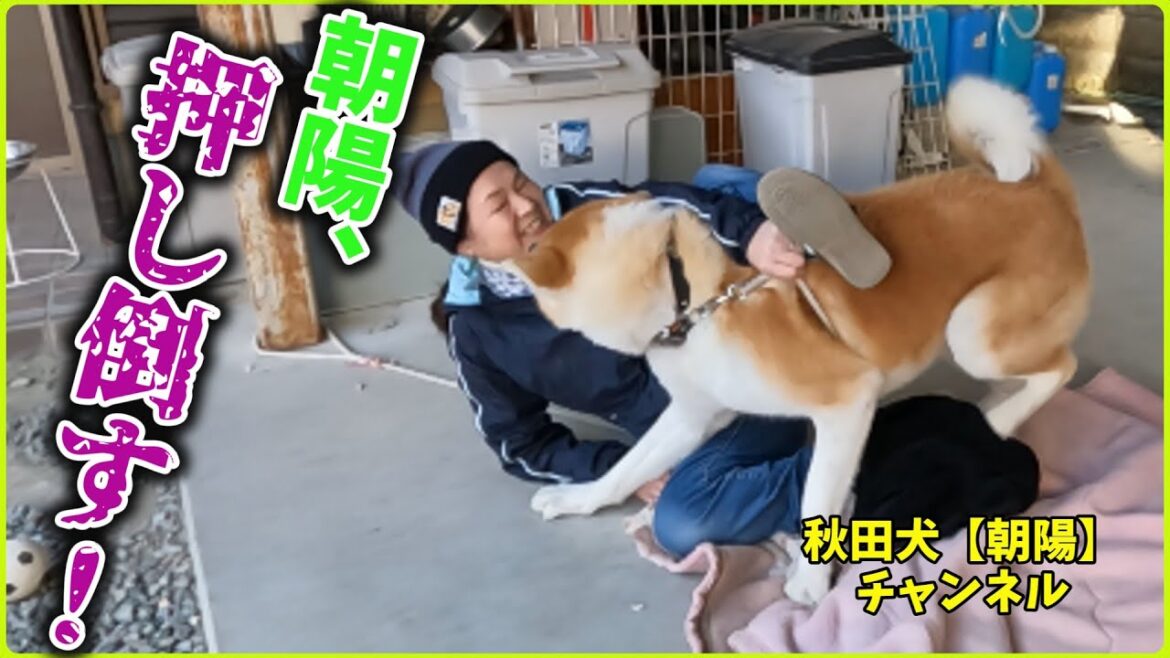 秋田犬【朝陽】チャンネル【朝陽、今年最後はお母さんを押し倒す！】