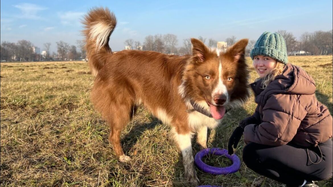 A Day in the Yard with My Energetic Border Collie 🐾