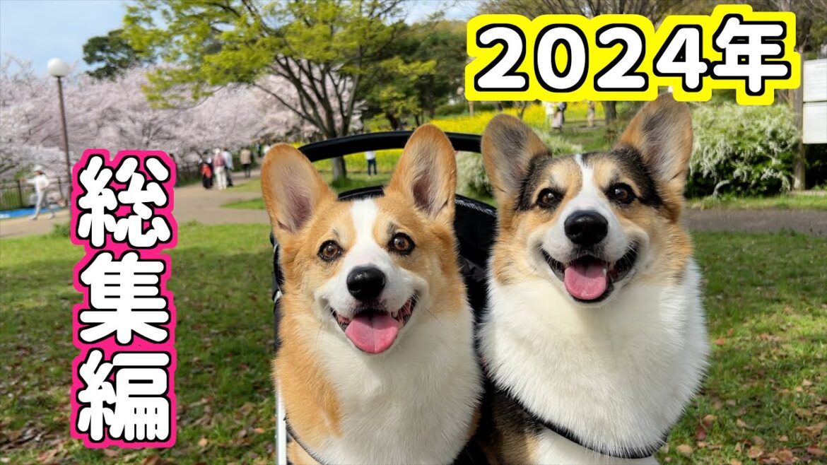 【総集編】2024年のコーギー兄弟の楽しい思い出🐶🐶Corgi brothers' fun memories in 2024!
