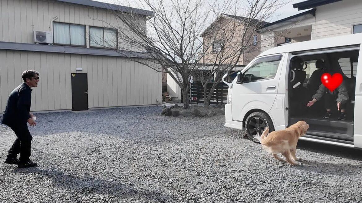 離れて暮らすお姉ちゃんが突然車にいたら！久しぶりの再会に感動。【Golden Retriever japan】