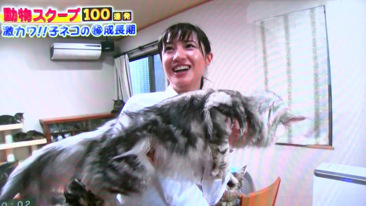 メインクーンキャッテリー東京オノクーン