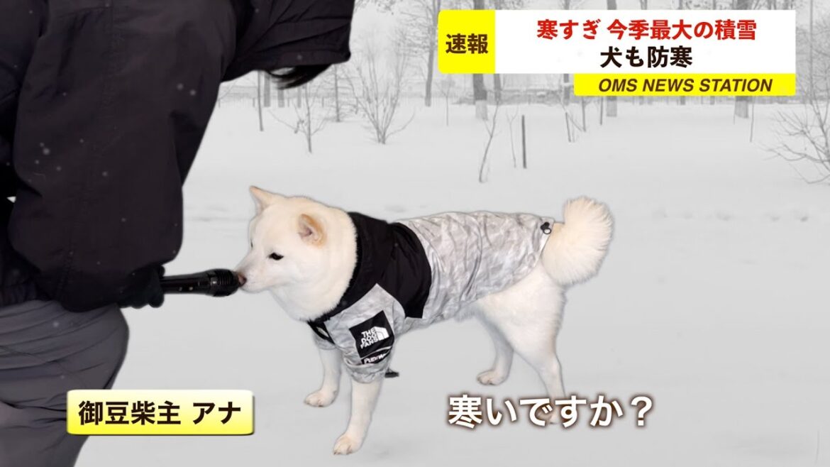 雪の日にインタビューを受ける柴犬「あったかいんだ いいね」#ニュース