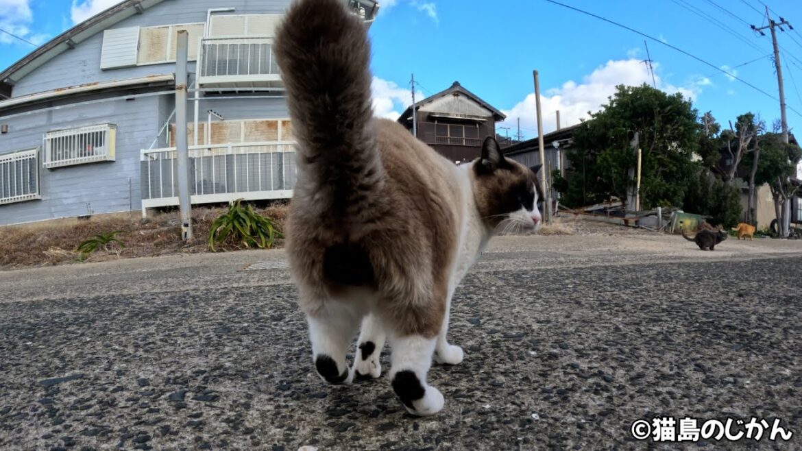 黒にゃん玉のシャムが他の猫達に当たり散らす！