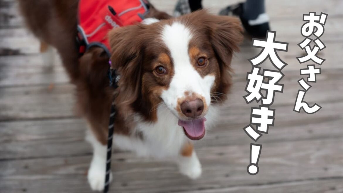 お父さんが大好きすぎて熟年夫婦のようなシンクロを見せる犬｜2024年の12ヶ月を振り返る｜オーストラリアンシェパード