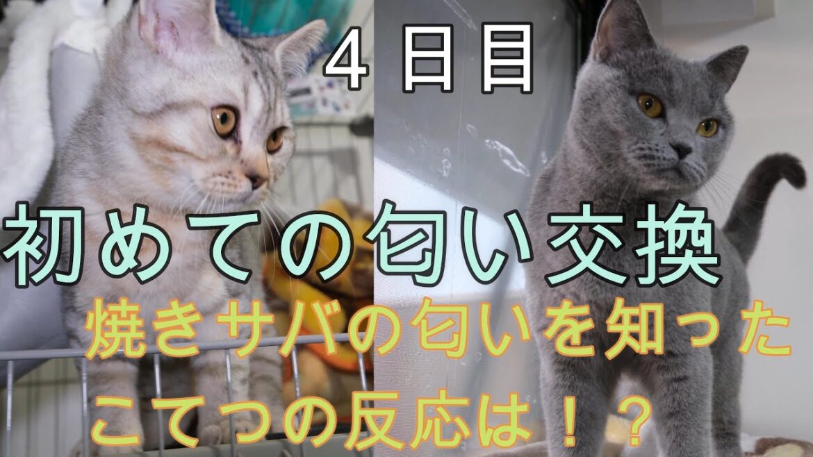 焼きサバ４日目。初めてのニオイ交換。こてつの反応は！？