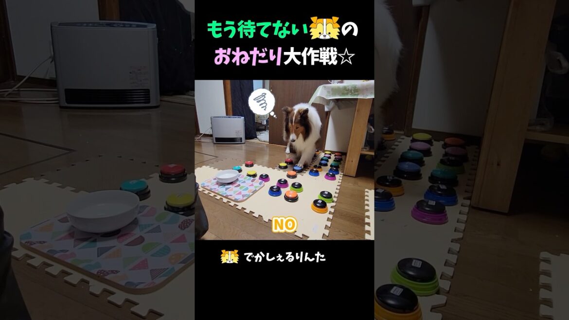 もう待てないシェルティのおねだり大作戦☆ 【会話ボタンでしゃべる犬】 #shorts #dog もう待てないシェルティのおねだり大作戦☆ 【会話ボタンでしゃべる犬】 #shorts #dog
