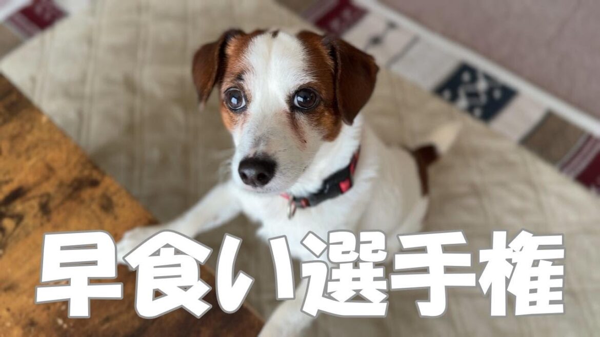 ゆっくり食べて！早食い選手権ではありません