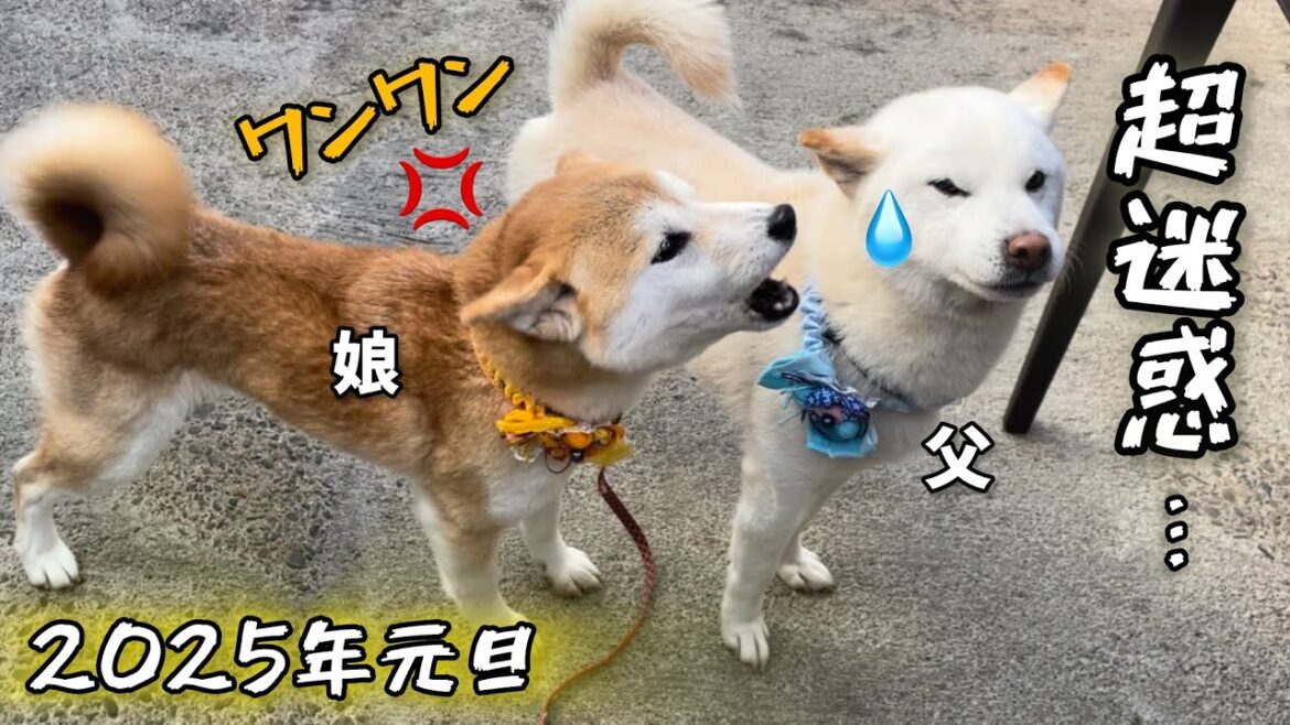 新年早々騒がしい柴犬たちがおもしろいw 新年早々騒がしい柴犬たちがおもしろいw