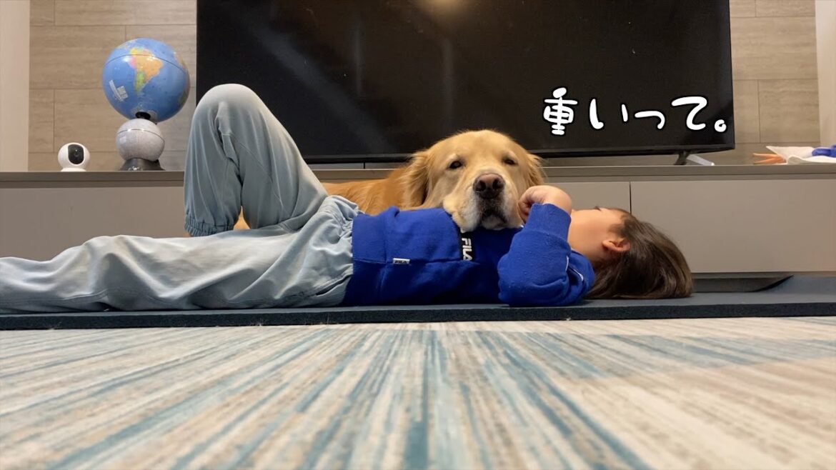 大きくなった姉の上で、その身を任せてくつろぐ愛犬【ゴールデンレトリバー】 大きくなった姉の上で、その身を任せてくつろぐ愛犬【ゴールデンレトリバー】