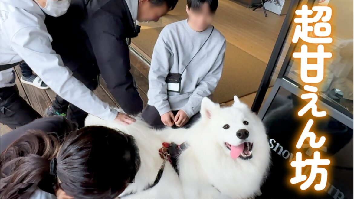 初対面のスタッフさん達にもなでなでされて嬉しそうな甘えん坊犬がかわいすぎました！