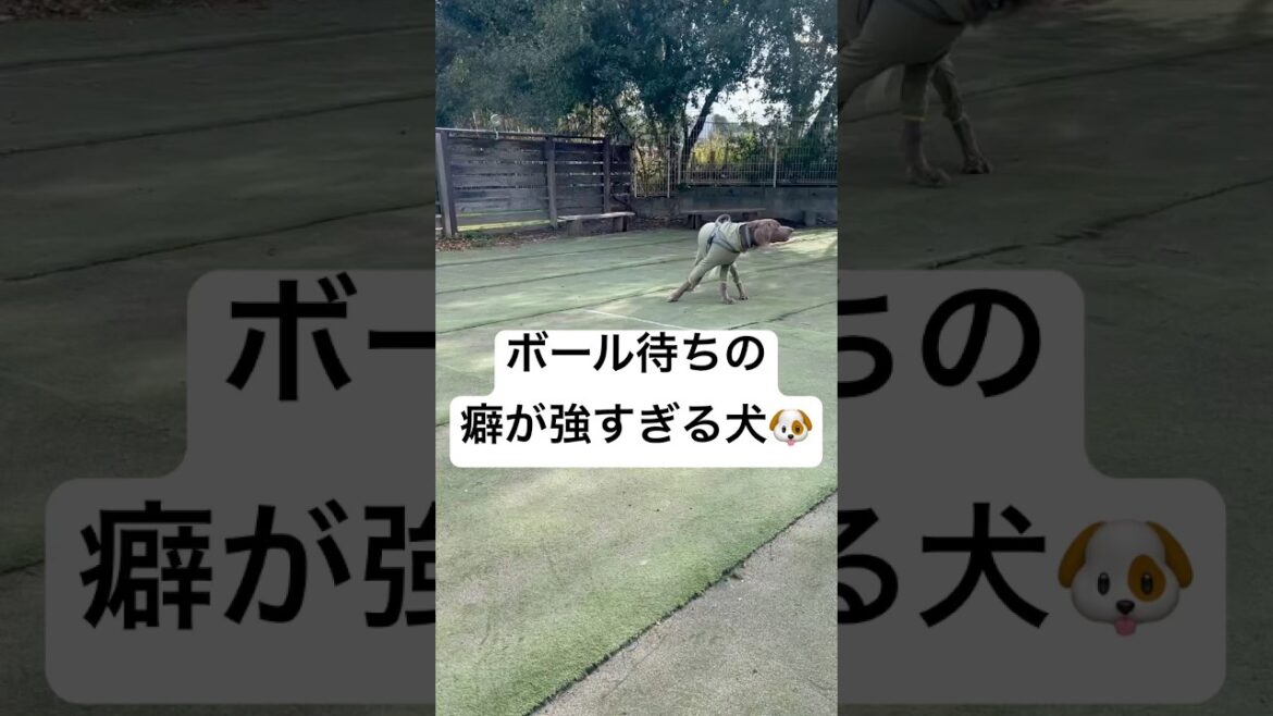 ボールを待つ姿勢の癖強すぎる犬#大型犬 #犬のいる暮らし #ワイマラナー#ワイマラナーロングヘアード #dog#wiemaraner #shorts #ルルちゃんのルンルンちゃんねる