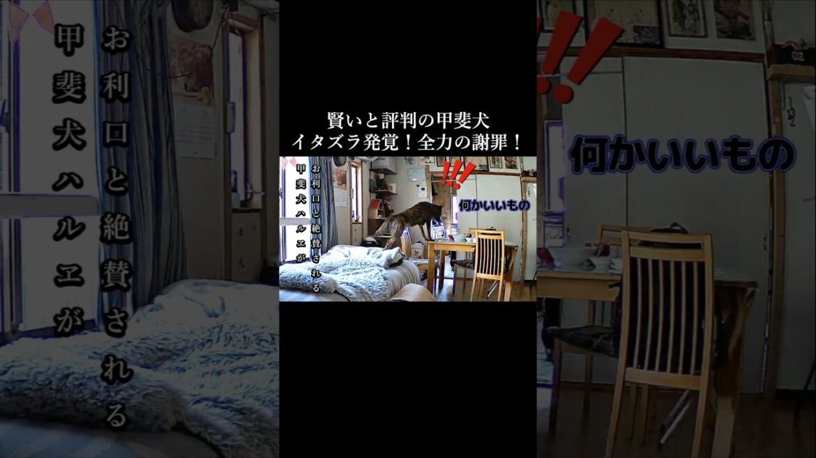 お留守番カメラに映っていた甲斐犬のイタズラ！発覚からの全力謝罪が可愛い！#youtubeshorts #甲斐犬 #犬のいる生活