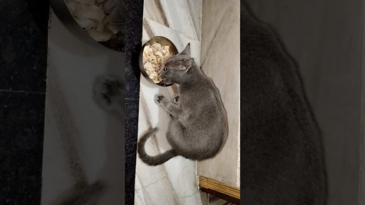 Cat Eats Boiled Chicken And Fish #cateatsboiledchickenandfish #catlover #trending #petlover