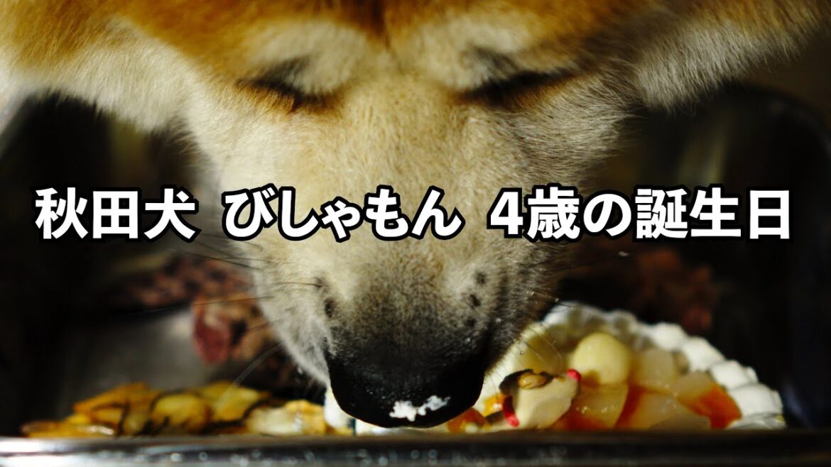 ”秋田犬びしゃもん”の４歳の誕生日のようす