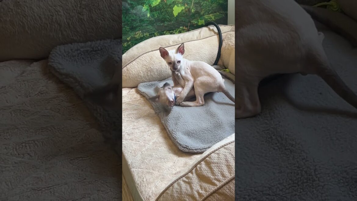 Boys being Boys! Cornish Rex kittens 8 weeks old.