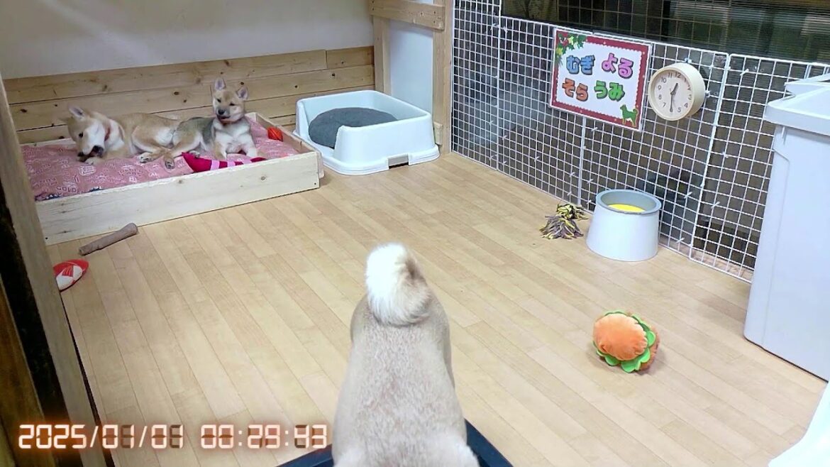 柴犬なつ!子育て生配信【生後113日】2024年お世話になりました!来年もなつファミリーをよろしくお願いいたします! 柴犬なつ!子育て生配信【生後113日】2024年お世話になりました!来年もなつファミリーをよろしくお願いいたします!