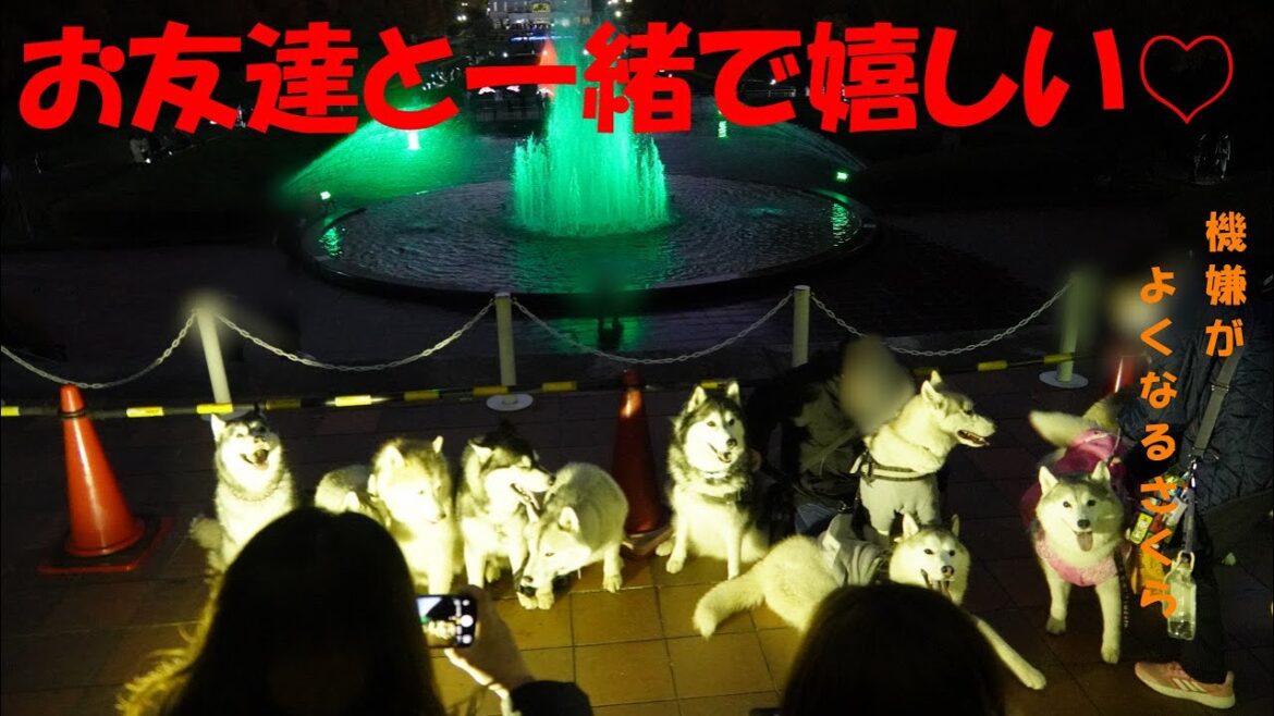 お友達と再会して機嫌が直るさくら　【シベリアンハスキー　相模原公園】