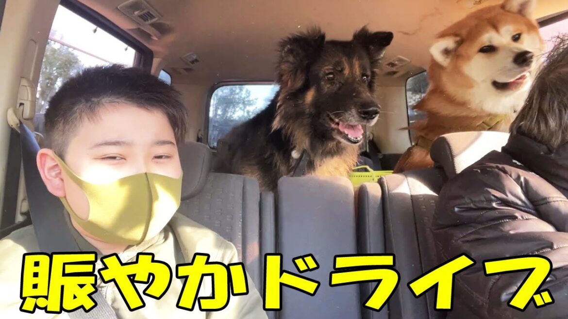 孫の響と賑やかドライブシェパード犬マックと秋田犬青空