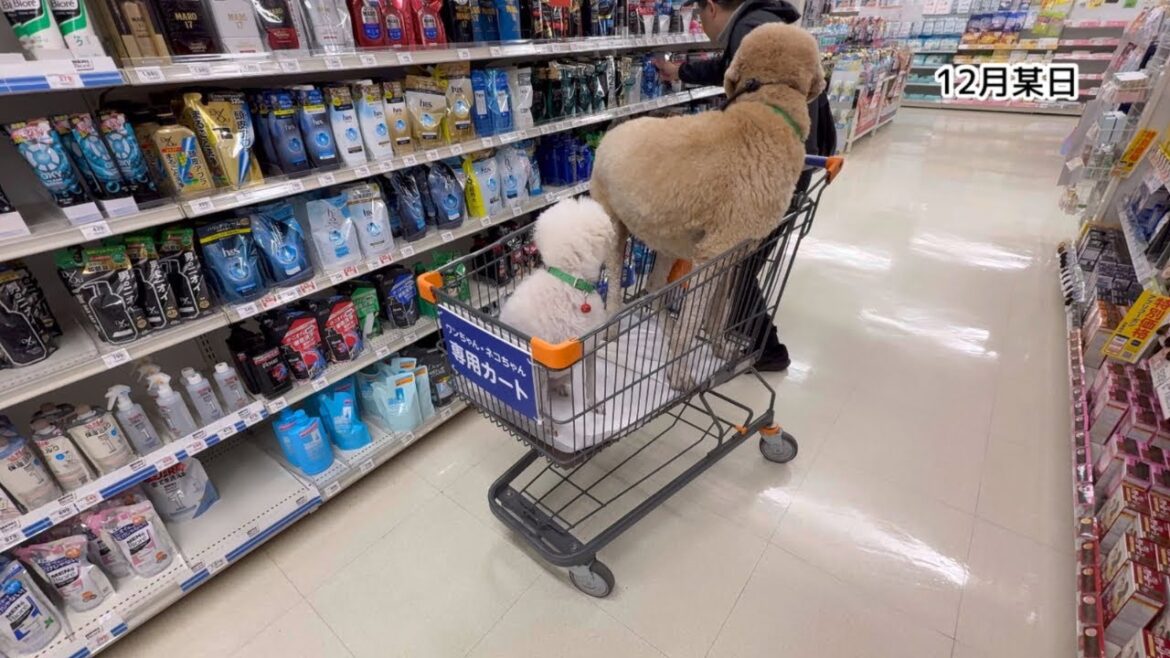 【熊本犬バーニー】初めて買い物カートに乗りました🛒