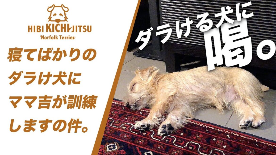 【蔵出し】生後５ヶ月の子犬のトレーニング？【ノーフォークテリア puppy 犬 dog  】