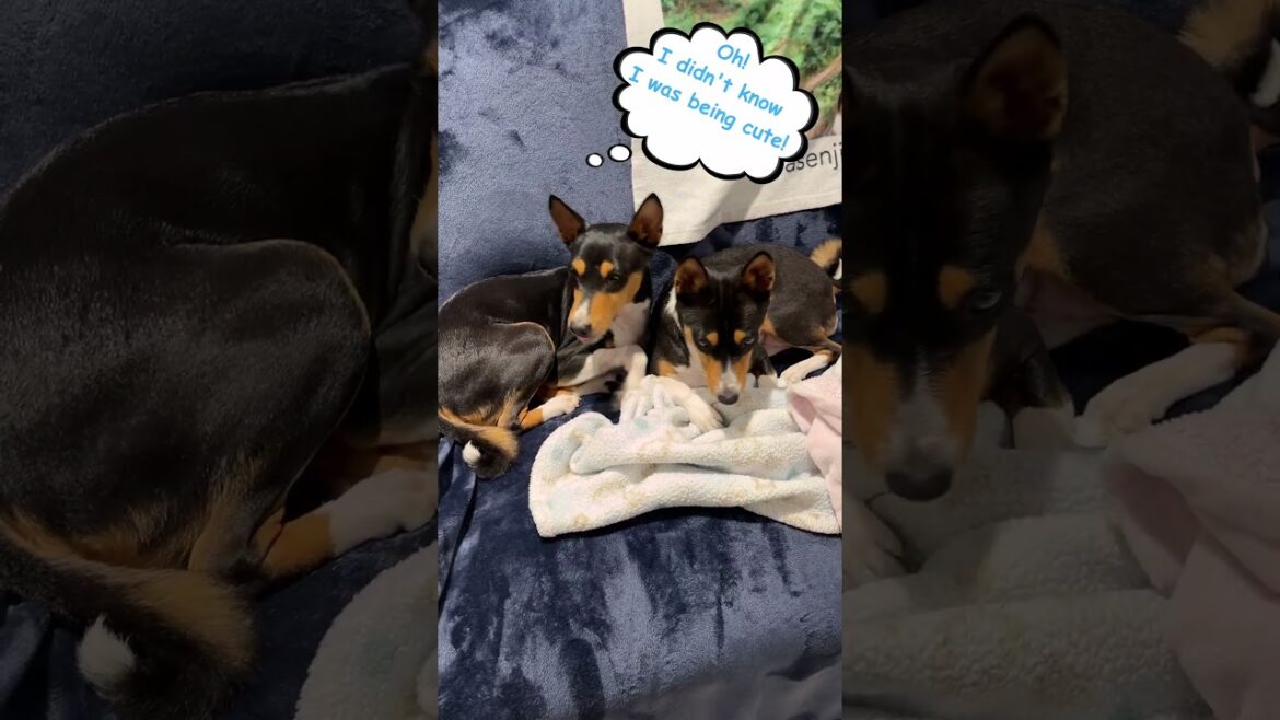 Cute Basenjis #basenji #dog