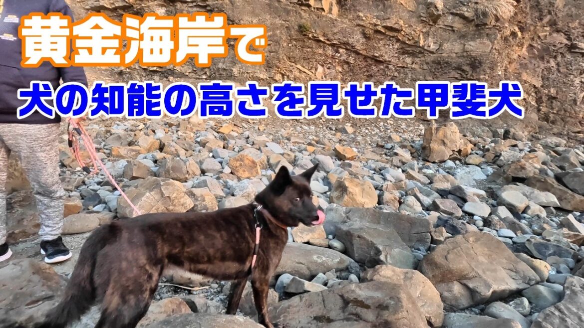 甲斐犬の知能の高さに改めて感動！岩場の磯でも軽快に駆ける甲斐犬　甲斐犬いち