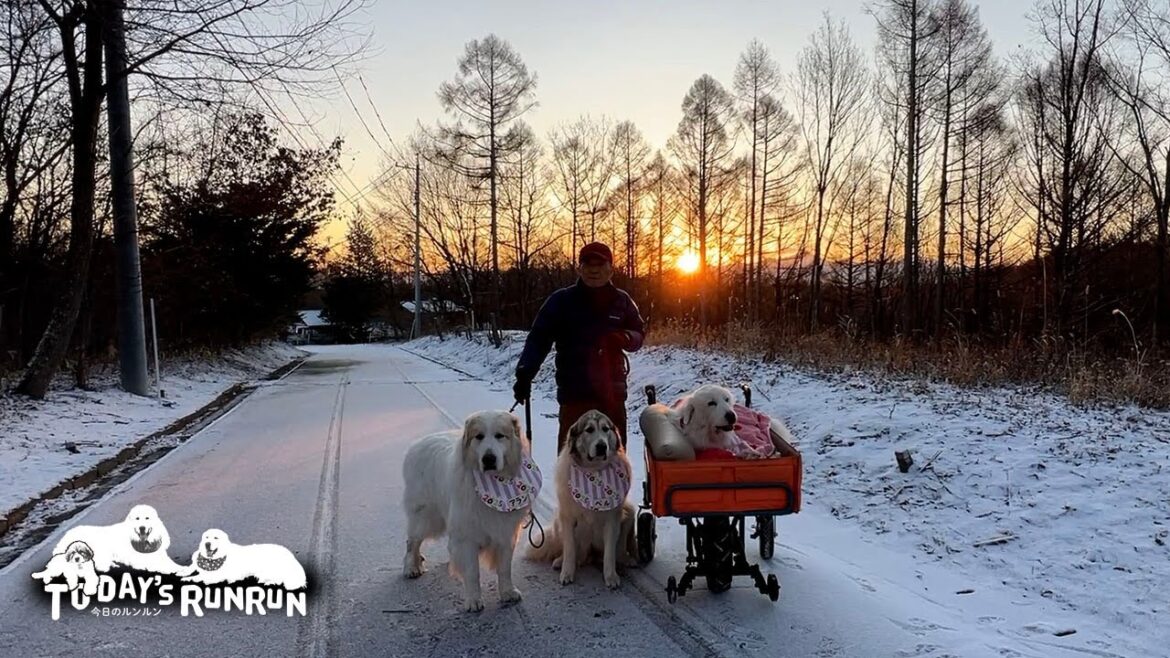 いつもの散歩道で初日の出を見たルンルンとアランとベルです　Great Pyrenees　グレートピレニーズ